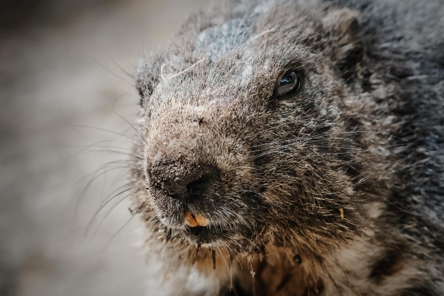 Πότε έρχεται η άνοιξη; Τι προέβλεψε η μαρμότα φέτος