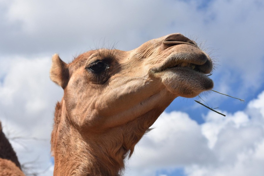 20 καμήλες αποκλείστηκαν από διαγωνισμό ομορφιάς στο Ομάν, γιατί είχαν κάνει Botox και fillers