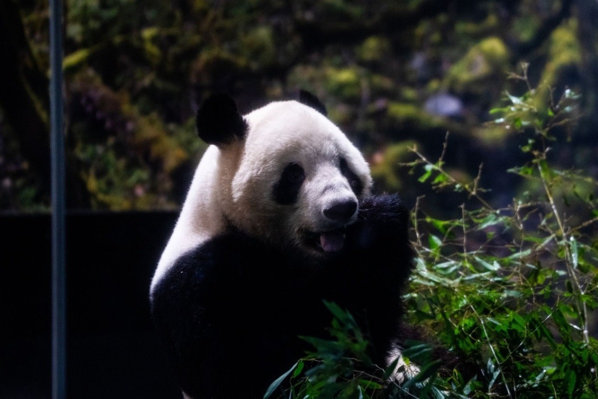 Η Ιαπωνία αποχαιρετά τα τελευταία της panda ‑ Επιστρέφουν στην Κίνα εν μέσω τεταμένων σχέσεων