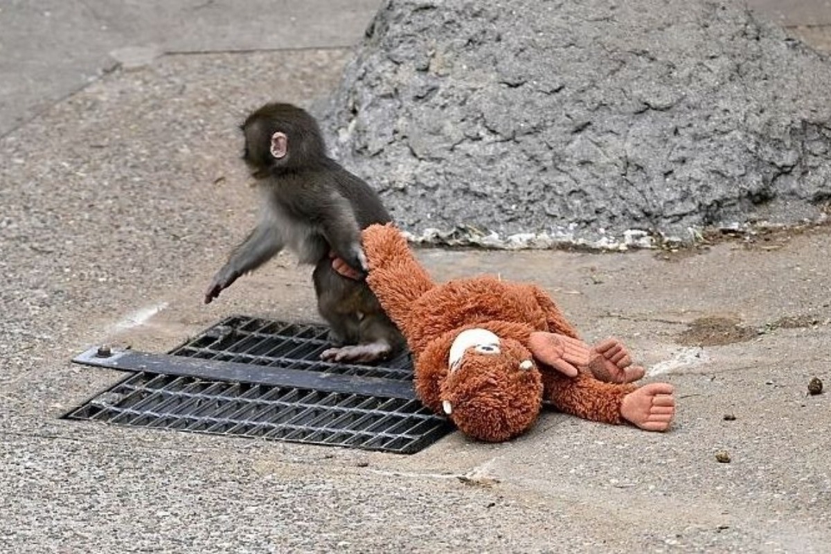 Το πιθηκάκι έγινε... sold out: Ξεπούλησε το λούτρινο μετά τα viral βίντεο του μικρού Punch