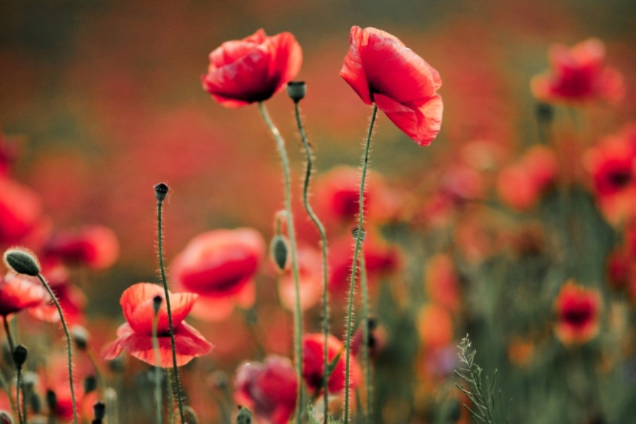 Με λιακάδα ξεκινάει η εβδομάδα – Αλλάζει ο καιρός από Πέμπτη – Η πρόγνωση για την Πρωτομαγιά