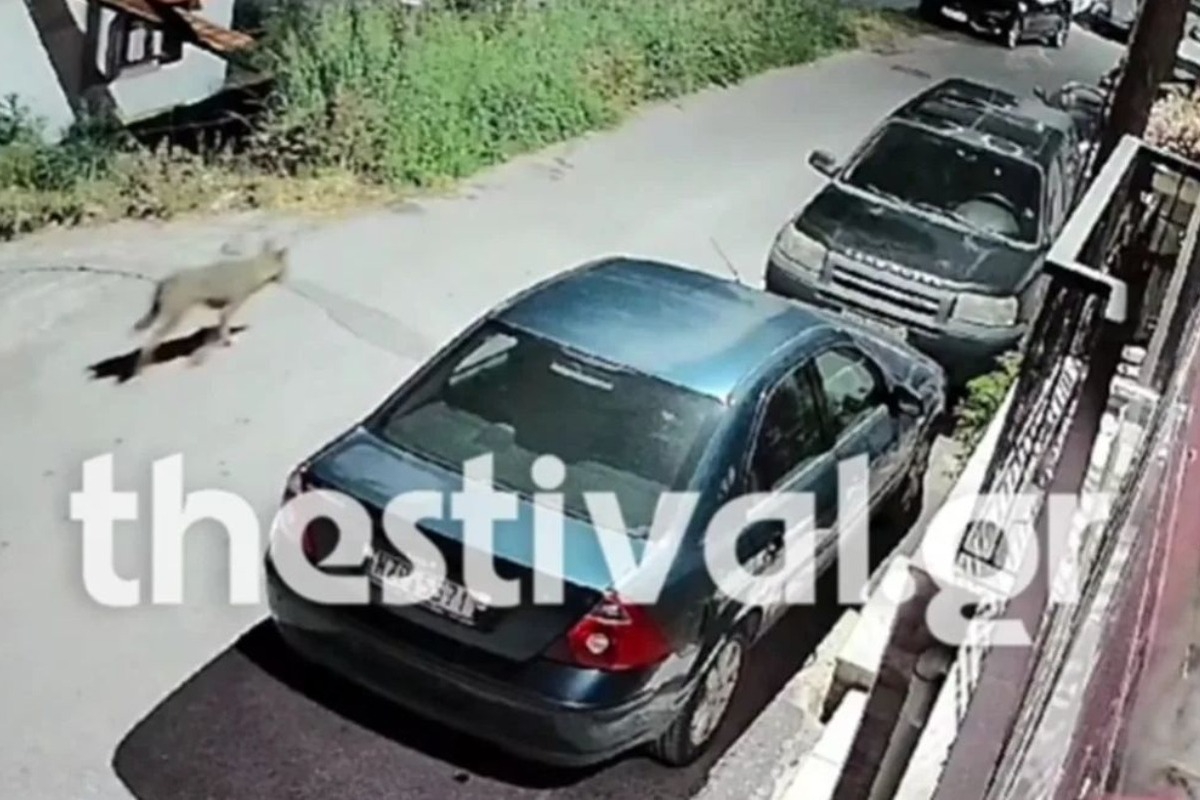 Θεσσαλονίκη: Λύκος εμφανίστηκε στα Μετέωρα ‑ Καταγράφηκε από κάμερα ασφαλείας