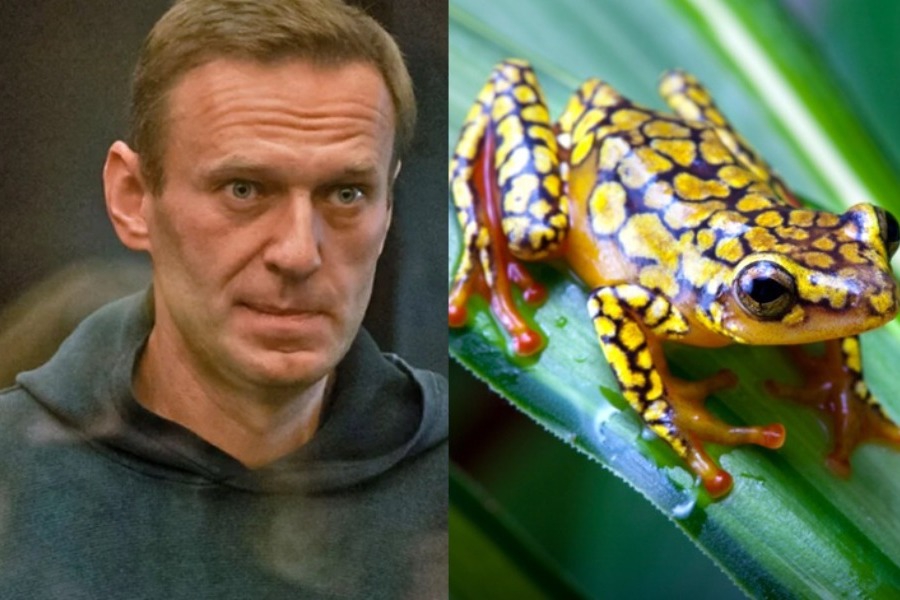 Αποκάλυψη για τον «ασφυκτικό θάνατο» του Ναβάλνι: Δηλητηριάστηκε με τοξίνη βατράχου