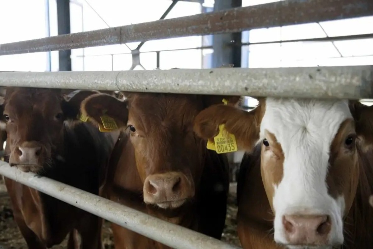 Αφθώδης πυρετός: Επιβεβαιωμένο κρούσμα στη Λέσβο – Σχέδιο έκτακτης ανάγκης από το υπουργείο Αγροτικής Ανάπτυξης