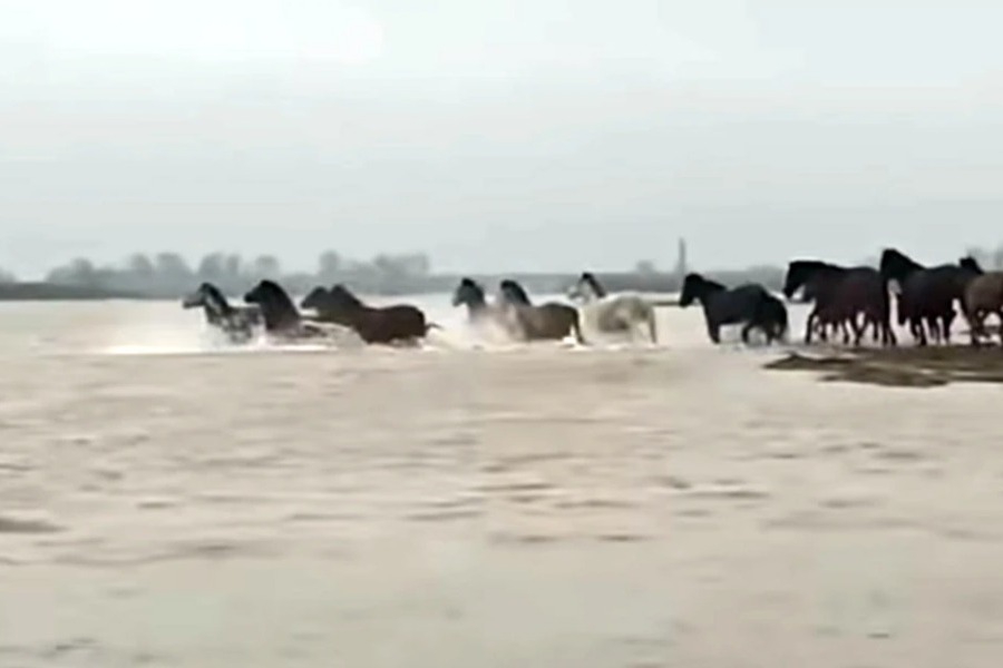 Εντυπωσιακές εικόνες άγριας φύσης στο Δέλτα του Έβρου με άλογα να διασχίζουν τον ποταμό