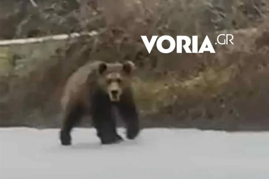 Αρκούδα κάνει βόλτες σε δρόμους της Αναρράχης στην Κοζάνη,