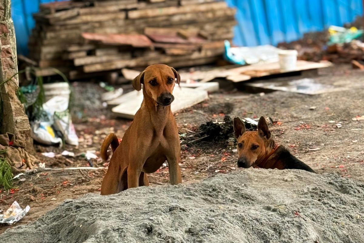 Η αθέατη πλευρά του πολέμου: Εγκαταλείπουν τα κατοικίδιά τους για να φύγουν από τη Μέση Ανατολή
