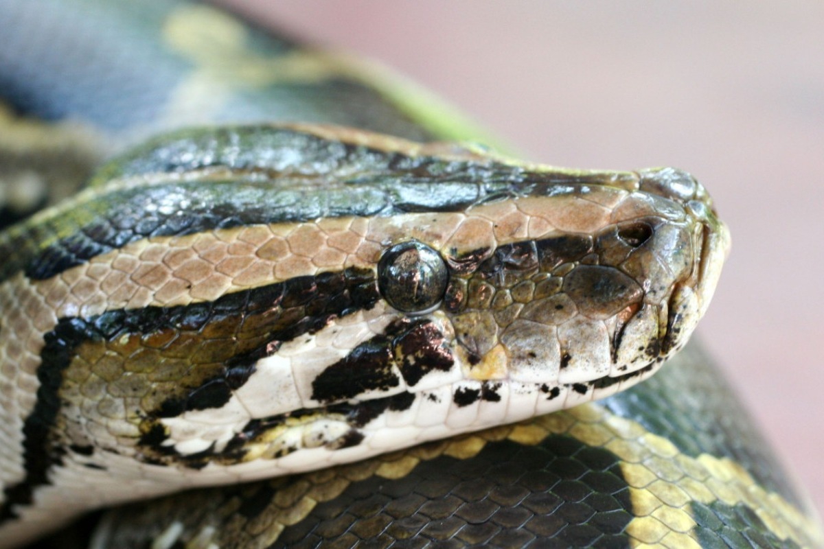 Μόριο αίματος από πύθωνες γίνεται φάρμακο απώλειας βάρους χωρίς τις παρενέργειες των GLP‑1