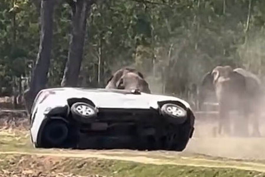 Eλέφαντας στην Ταϊλάνδη εξαγριώθηκε όταν τον διέκοψαν κατά το ζευγάρωμα: Επιτέθηκε στον φροντιστή του και διέλυσε οχήματα