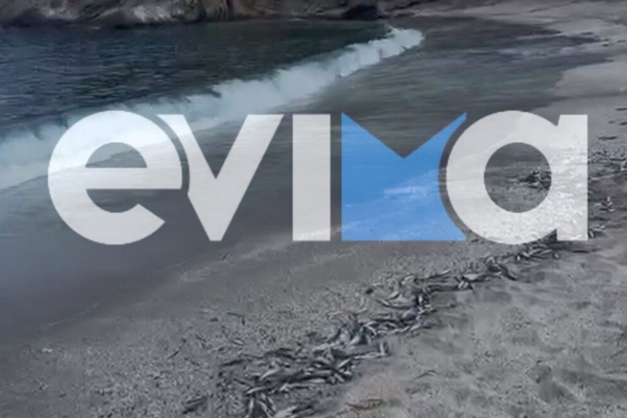 Χιλιάδες νεκρά ψάρια ξεβράστηκαν σε παραλία της Εύβοιας ‑ Bίντεο και φωτογραφίες