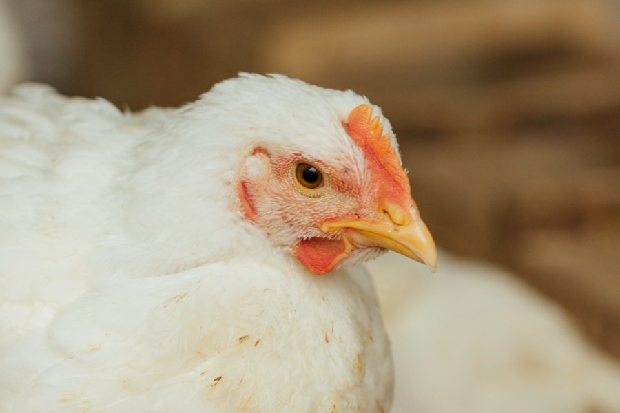 CEO εταιρείας και αρχιτέκτονας ο 55χρονος... κτηνοτρόφος των Αμπελοκήπων!