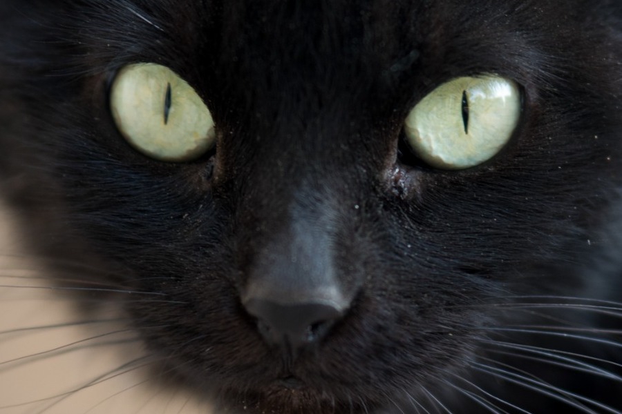 Τεστ παρατηρητικότητας: Bρες τη μαύρη γάτα στην εικόνα