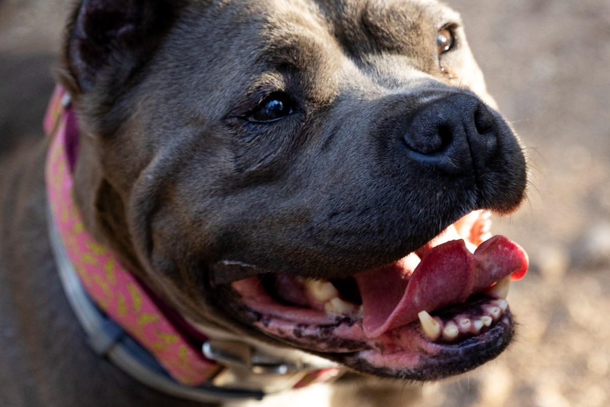 Τραγωδία στην Ιταλία: Τρία πίτμπουλ επιτέθηκαν και σκότωσαν 52χρονο άνδρα