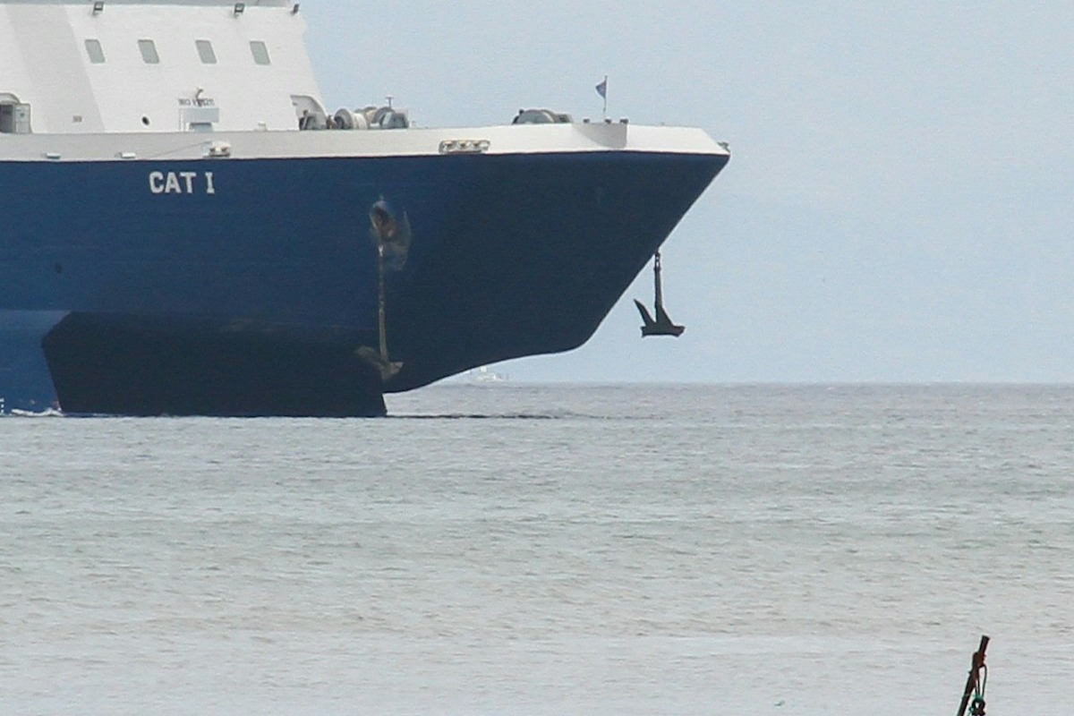 Αφθώδης πυρετός: Στη Μυτιλήνη 10 κτηνίατροι για επιτήρηση της νόσου – Τι αποφασίστηκε στη σύσκεψη