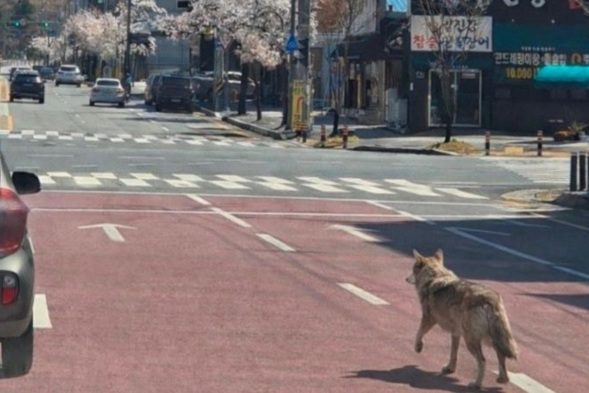 Ανω κάτω πόλη 1,5 εκατ. κατοίκων για τον «δραπέτη» λύκο ‑ Έκλεισε σχολείο για ασφάλεια