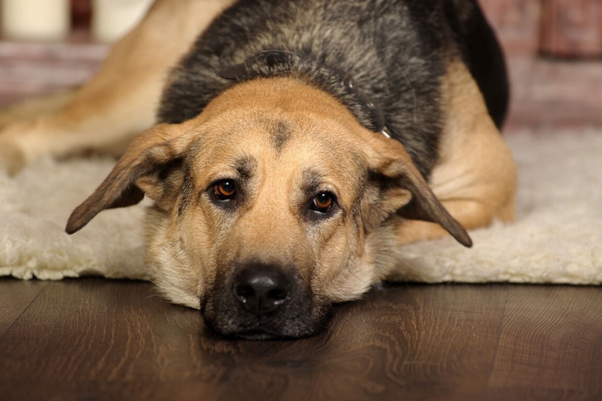 Φεύγουν άρον άρον από το Ντουμπάι κι εγκαταλείπουν τα κατοικίδιά τους στον δρόμο ή τα δίνουν για ευθανασία