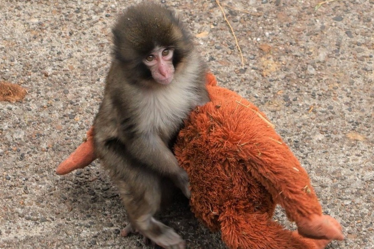 Ιαπωνία: Συγκινεί το κοινό σε όλο τον κόσμο η ιστορία της ορφανής μαϊμούς με το λούτρινο