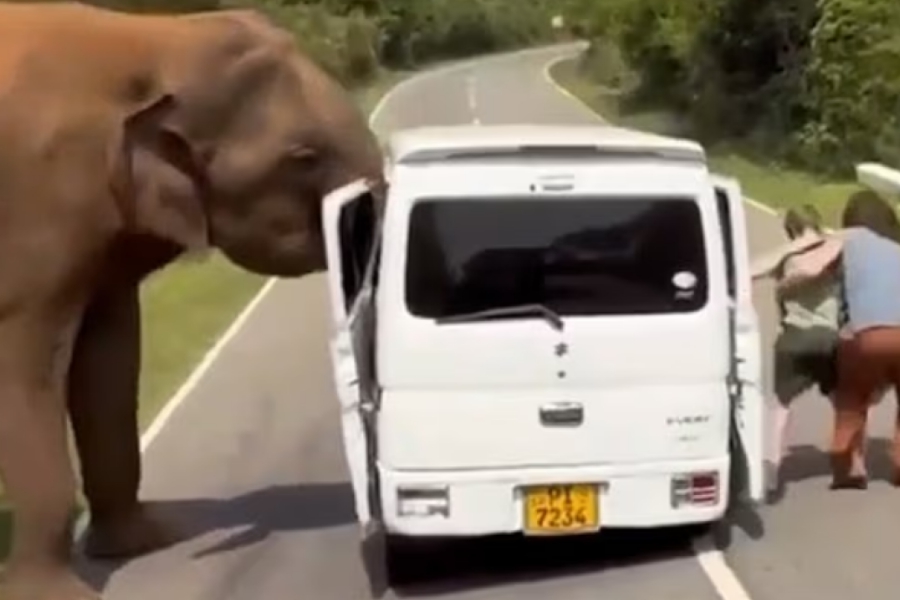 Σρι Λάνκα: Τρόμος για Ρώσους τουρίστες, τους επιτέθηκε ελέφαντας όταν προσπάθησσν να τον ταΐσουν