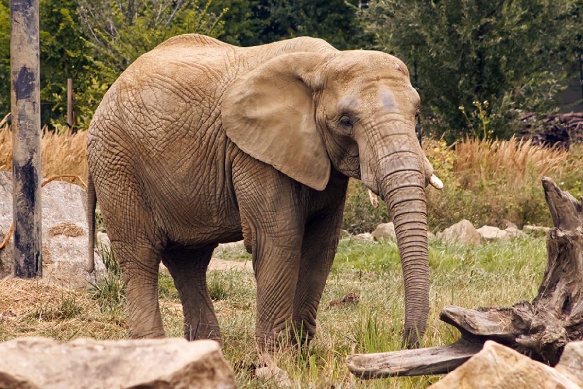 Αγριος ελέφαντας σε αμόκ στην Ινδία: 20 νεκροί σε εννέα ημέρες, μεταξύ τους πατέρας με παιδιά 6 και 8 ετών