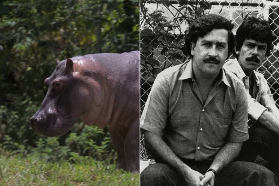 Οι «ναρκο‑ιπποπόταμοι» του Εσκομπάρ: Eγιναν ανεξέλεγκτοι, και τώρα κανείς δεν ξέρει τι να τους κάνει