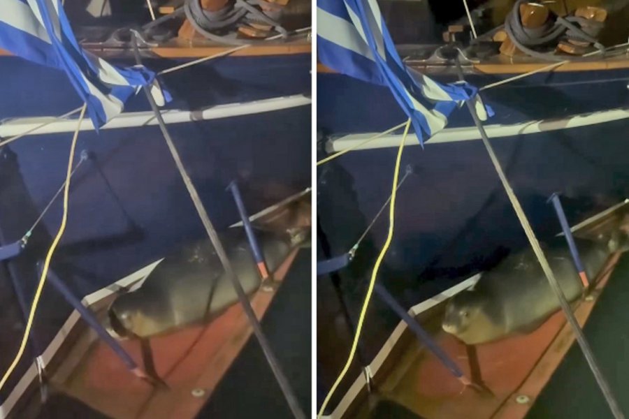 Φώκια έκανε… κράτηση σε σκάφος στα Καμένα Βούρλα – Η απρόσμενη βραδινή επισκέπτρια της μαρίνας
