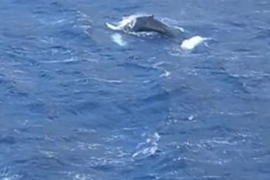 Κάλυμνος: Φάλαινα έκανε την εμφάνισή της στον κόλπο των Αργινώντων, δείτε βίντεο