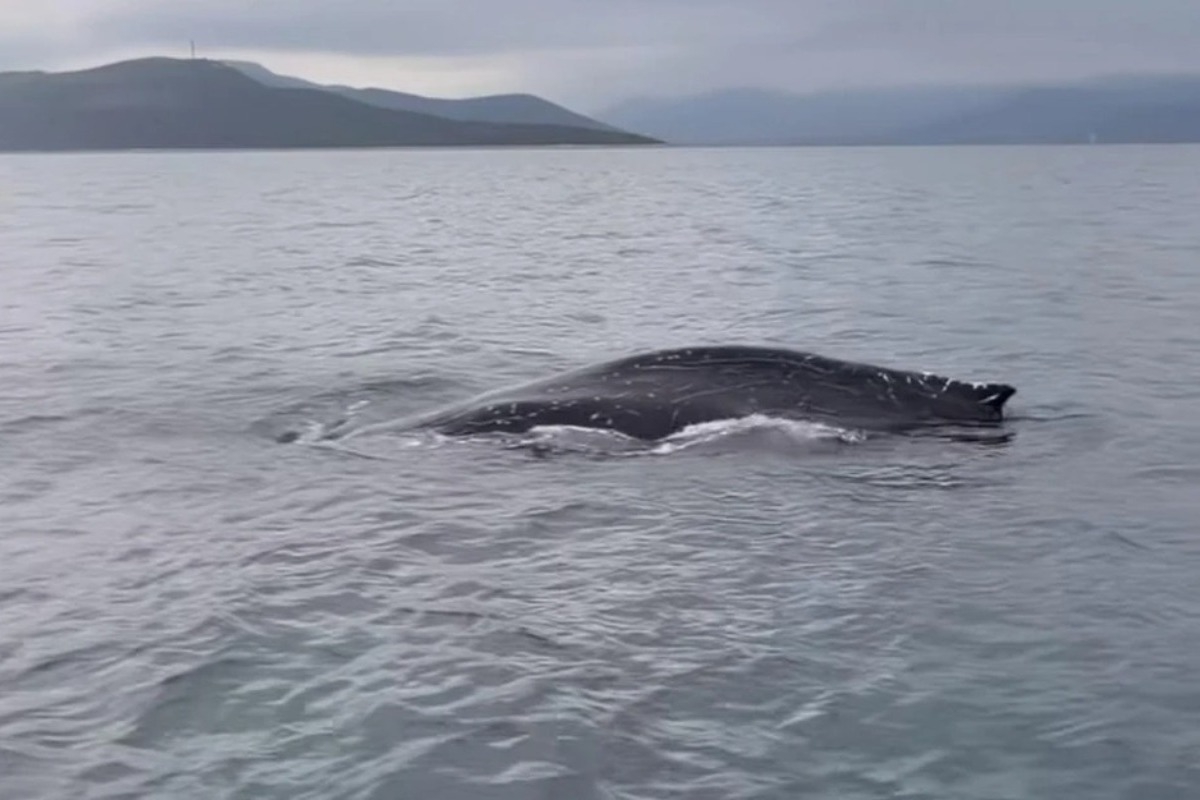 Φάλαινα στον Παγασητικό: Τραυματισμένη και σε κίνδυνο – Επιχειρεί ειδική ομάδα