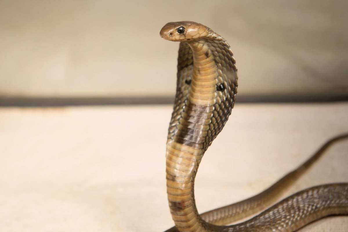 Αίγυπτος: Τουρίστας πέθανε από δάγκωμα φιδιού ‑ Μπήκε μέσα στο παντελόνι του