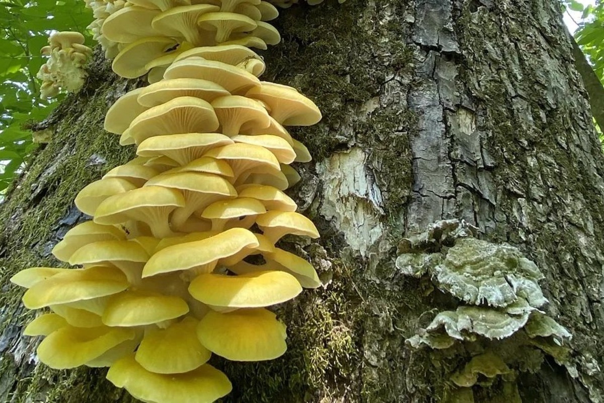 Το μανιτάρι «χρυσός δολοφόνος» δραπέτευσε και καταστρέφει τα δάση της Βόρειας Αμερικής