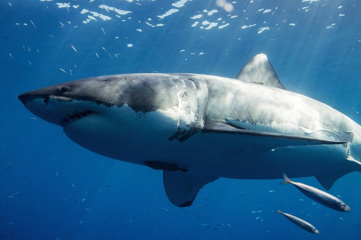Το πλάσμα που γεννήθηκε το 1627 ζει ακόμα σήμερα: Ο καρχαρίας‑μυστήριο που νικά τον χρόνο