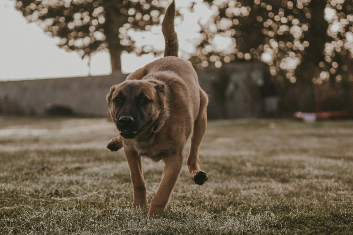 Κρήτη: Επίθεση σκυλιού σε παιδί κοντά σε σχολείο – Με πολλαπλά τραύματα στο νοσοκομείο ο 12χρονος