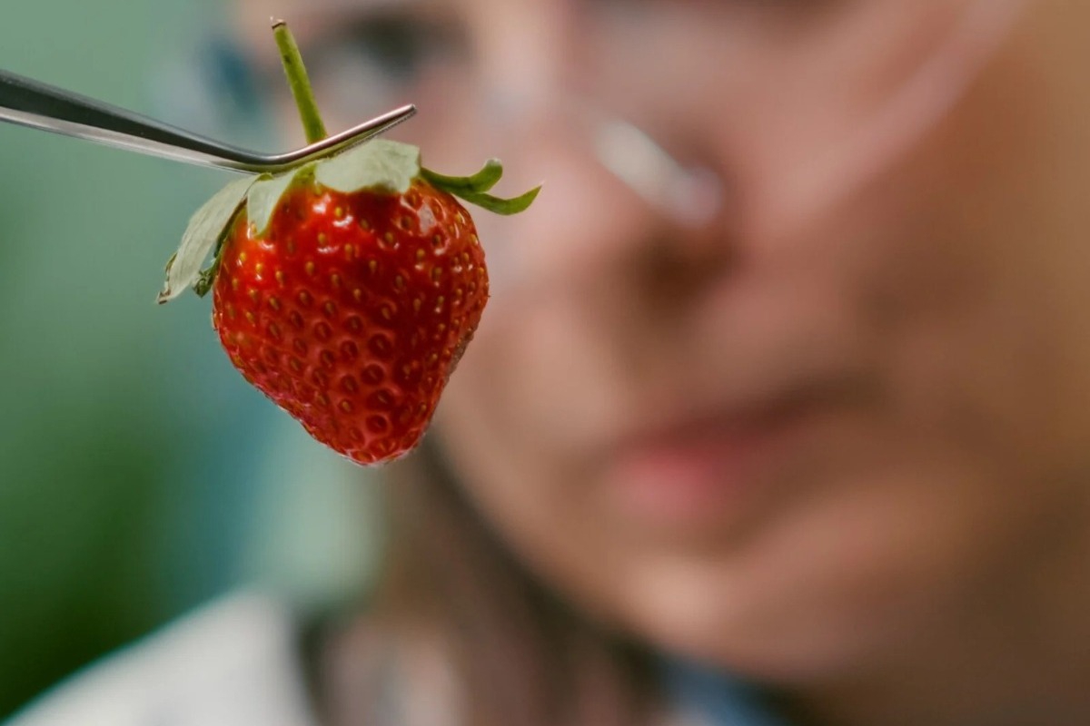 Οργανώσεις καλούν τους Έλληνες ευρωβουλευτές να καταψηφίσουν τα νέα μεταλλαγμένα στην Ευρώπη