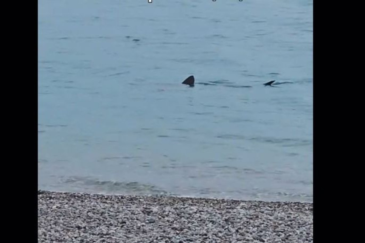 Λουτράκι: Kαρχαρίας κολυμπάει σε ρηχά νερά δίπλα στην παραλία