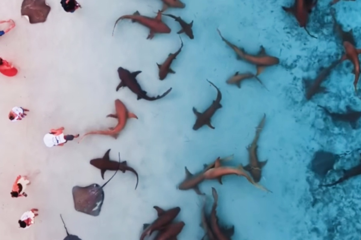 Μαλδίβες: Καρχαρίες κολυμπούν σε ρηχά νερά και επισκέπτες τους παρακολουθούν από απόσταση αναπνοής