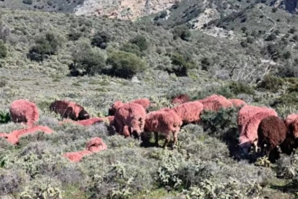 Κτηνοτρόφος στην Κρήτη έβαψε... κόκκινα τα πρόβατά του για να μην του τα κλέψουν