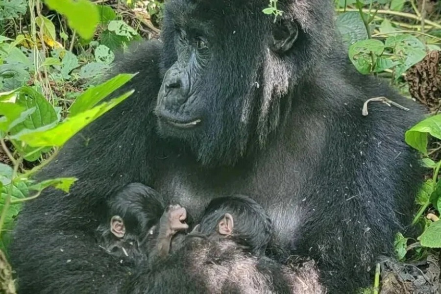 Δίδυμοι γορίλες γεννήθηκαν στο Κονγκό σε ένα από τα πιο σπάνια φαινόμενα στη φύση