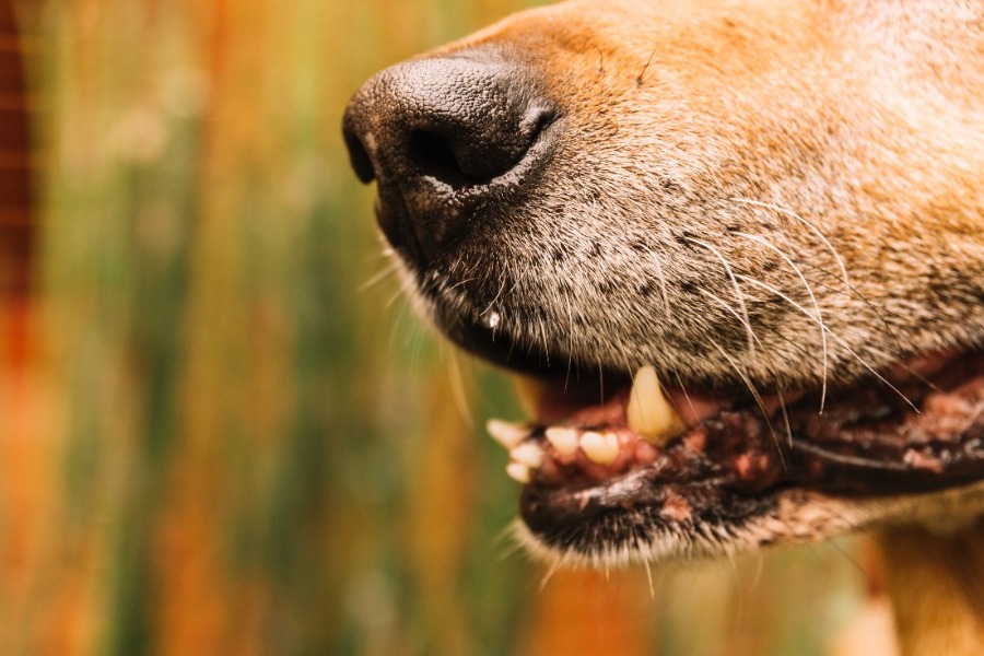 Στιγμές τρόμου για άνδρα στη Μαγούλα ‑ Η στιγμή που του επιτίθεται τσοπανόσκυλο
