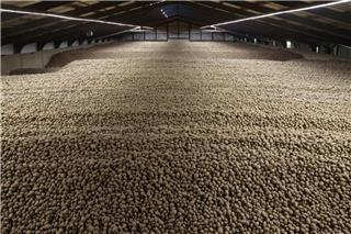 Η πόλη που γέμισε πατάτες: Το απίθανο ρεκόρ που έφερε δωρεάν διανομή