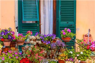 Τα 5 λάθη που κάνεις τώρα και τα φυτά σου δεν ανθίζουν ποτέ