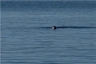 Φώκια έκανε την εμφάνισή της στο λιμάνι της Τήνου