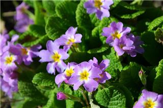 Αυτό είναι το λουλούδι του Φεβρουαρίου που φέρνει χρώμα πριν την άνοιξη