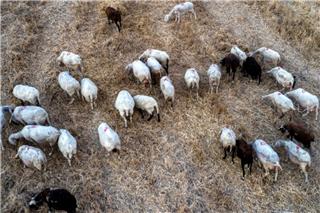 Κρήτη: Βίντεο ντοκουμέντα από την επίθεση στον κτηνοτρόφο που του έκοψαν τη γλώσσα