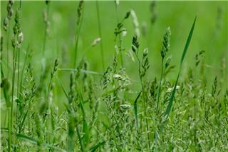 Καθαρισμός οικοπέδων: Νέα προθεσμία και αυστηρότερα πρόστιμα - Έως και έξι φυλάκισης προβλέπει ο νόμος