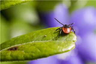 Ποιο είναι το πιο επώδυνο τσίμπημα στη φύση; Οι επιστήμονες εξηγούν