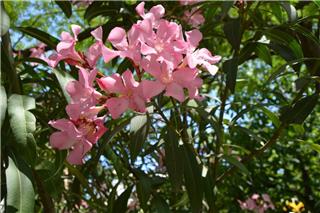 Πικροδάφνη και άλλα τοξικά φυτά: Πόσο επικίνδυνα είναι τελικά σε σχολεία και δημόσιους χώρους