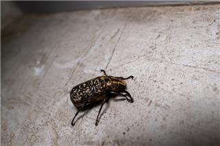 Το απλό πράγμα που φοβούνται οι κοριοί και το ανακάλυψαν τυχαία οι επιστήμονες