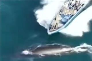 Η στιγμή που κινεζικό αλιευτικό χτυπά φάλαινα - Πλάνα από drone