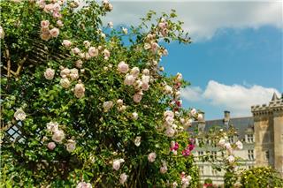 6 πανέμορφα ανοιξιάτικα λουλούδια που θα κάνουν τους περαστικούς να χαζεύουν το μπαλκόνι σου