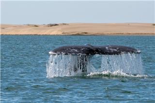Νεαρή γκρίζα φάλαινα πέθανε αφού κολύμπησε σε ποτάμι στην Ουάσινγκτον