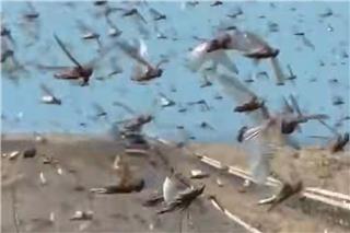 «Πνίγηκε» στις ακρίδες η Σαχάρα – Το φαινόμενο που απειλεί καλλιέργειες και κτηνοτροφία